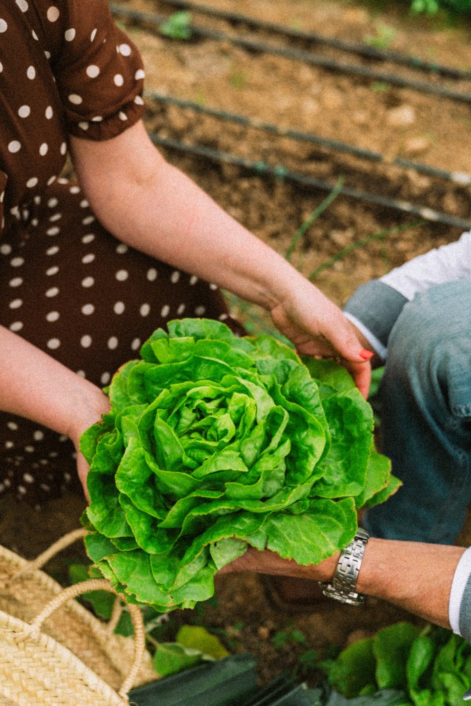 A person holding a large head of lettuce in a garden, with another person's hand reaching to touch it. The background shows soil and garden rows.