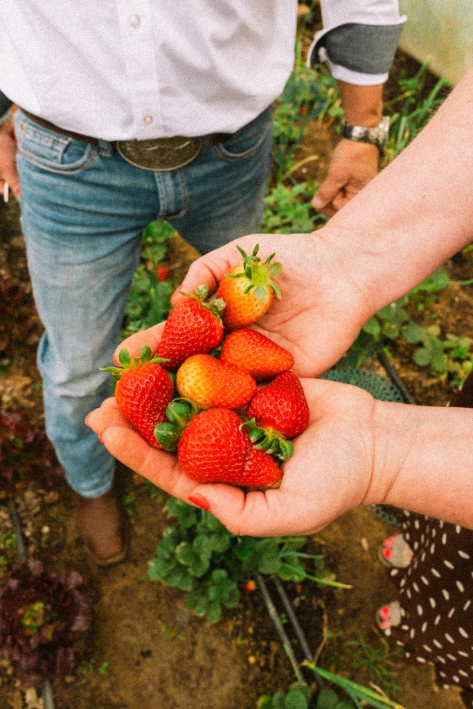 A person holds a collection of freshly picked strawberries in their hands, surrounded by green plants in a garden setting.